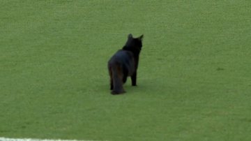 Santos x Atlético-MG ficou marcado por uma invasão de um felino; veja detalhes - Premiere FC