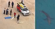 Surfista de 60 anos morre após ataque de tubarão na Austrália - Transmissão/ 9 News