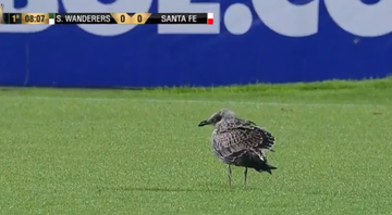 Pássaro 'invade' o campo durante partida válida pela Libertadores - Transmissão FOX Sports
