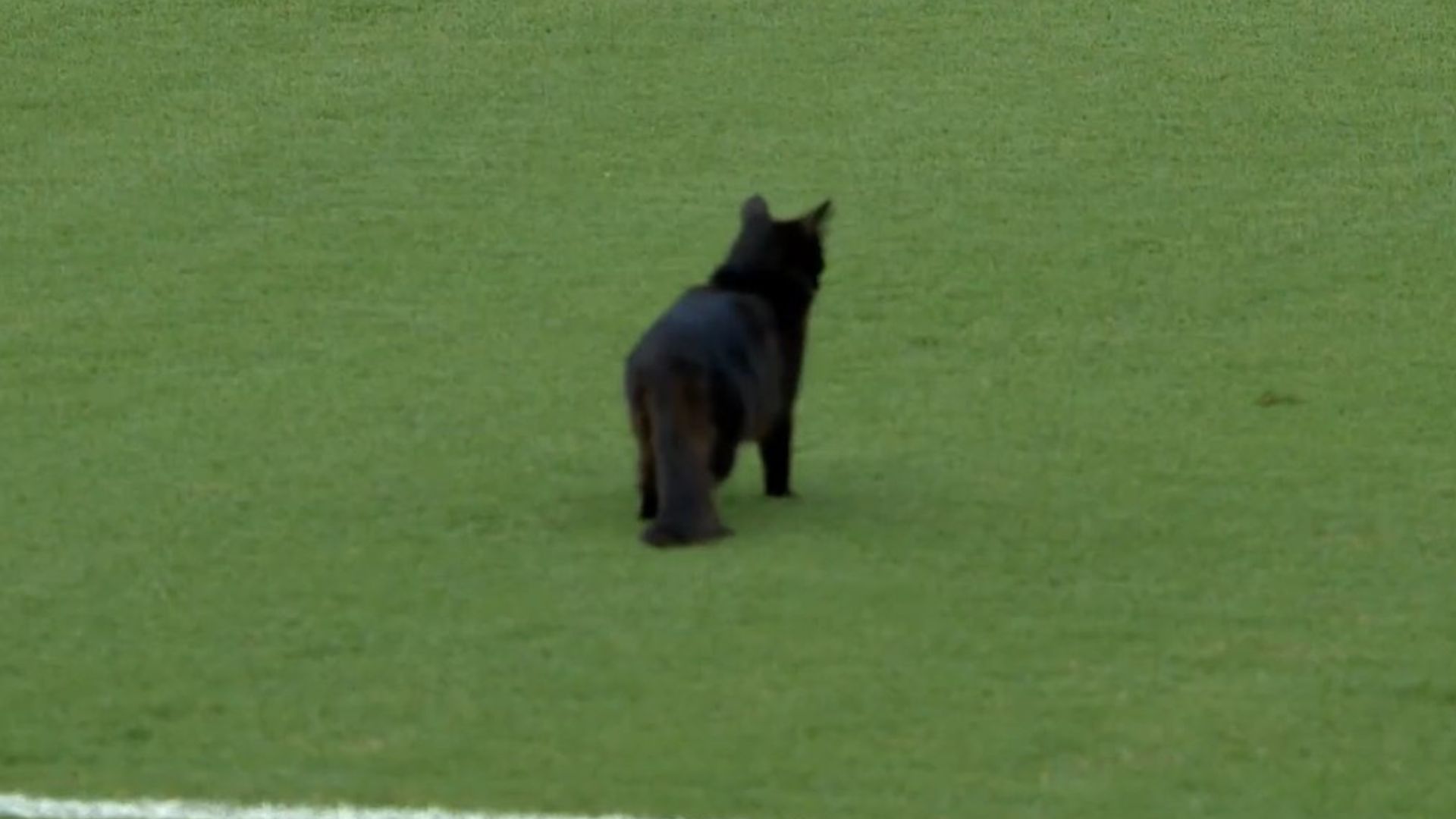 Gato preto invade jogo do Santos e Atlético