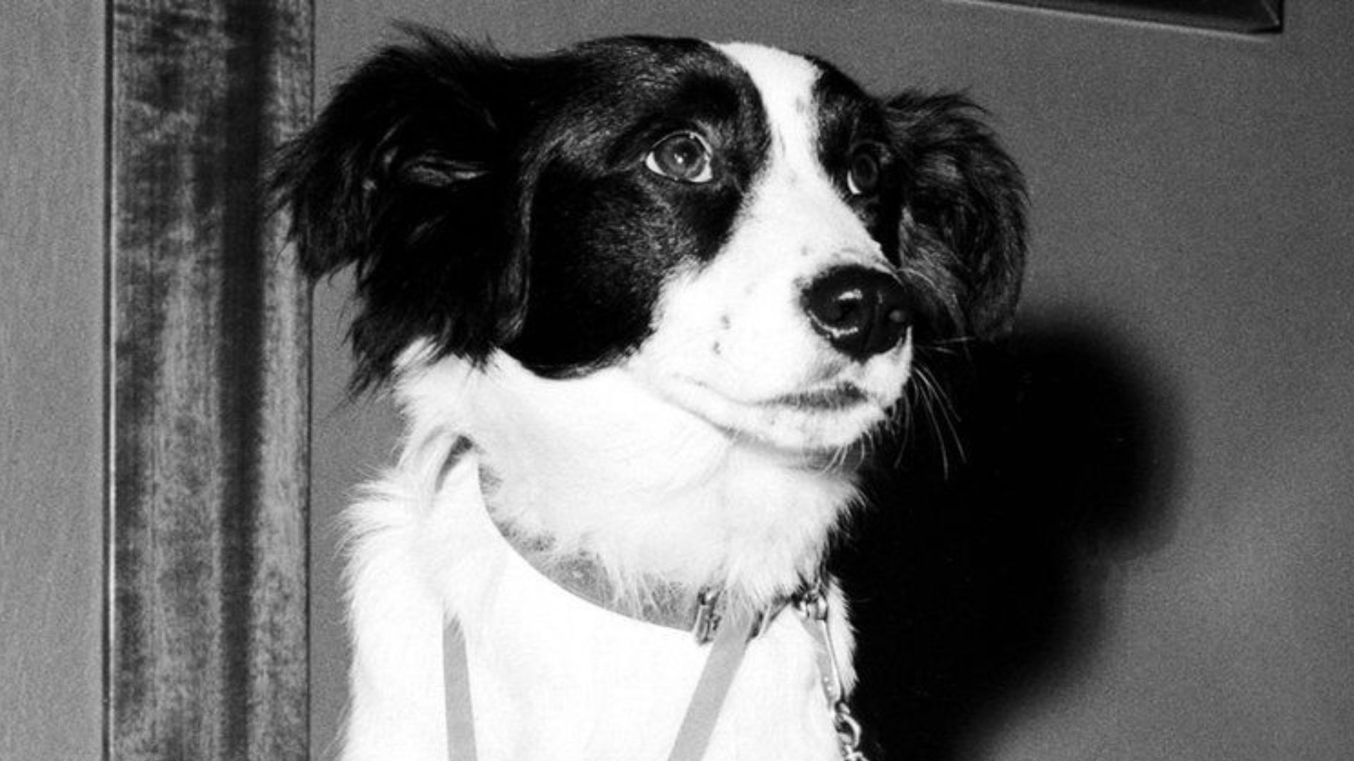 Pickles, o cão herói que nos anos 60 encontrou o troféu roubado do Mundial  – Observador